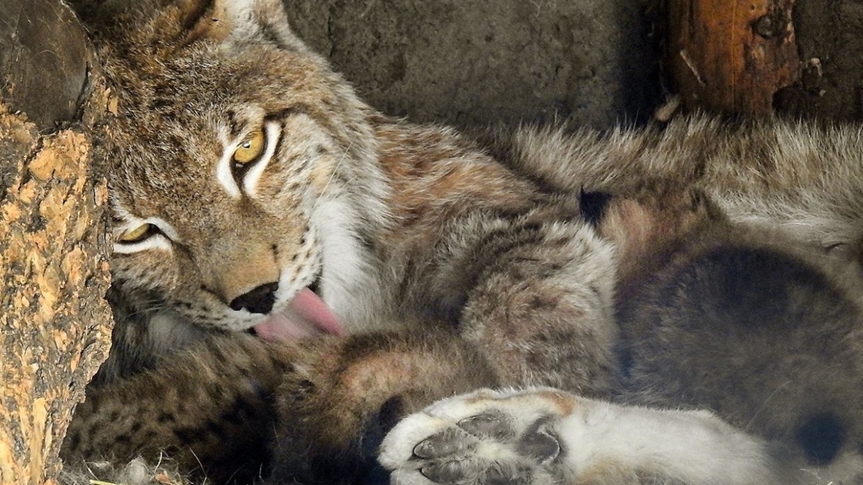 Зоопарк Барнаула показал прогулку семейства рысей