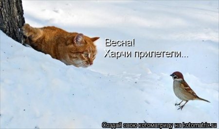 Апрельские котоматрицы