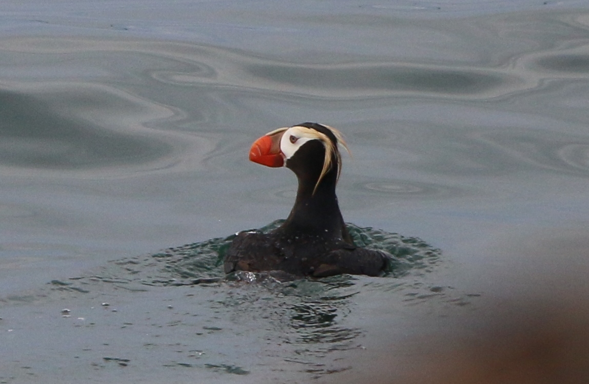 Камчатка. Часть 1-я. Вдоль камчатского берега - великолепие пейзажей и удивительный животный мир прибрежных вод. 