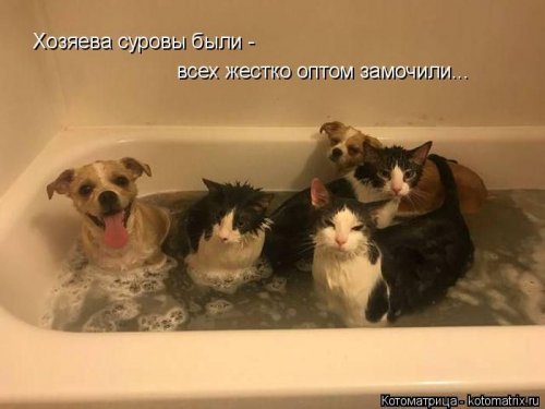 Свежая котоматрица (29 фото)