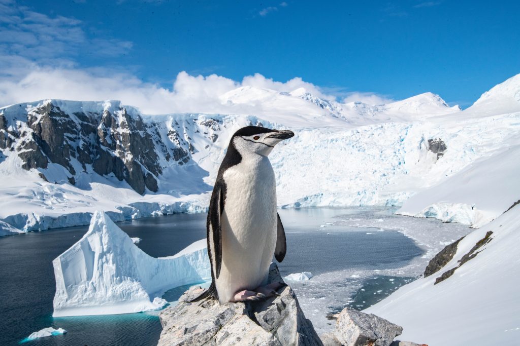 Антарктика: фото пингвина