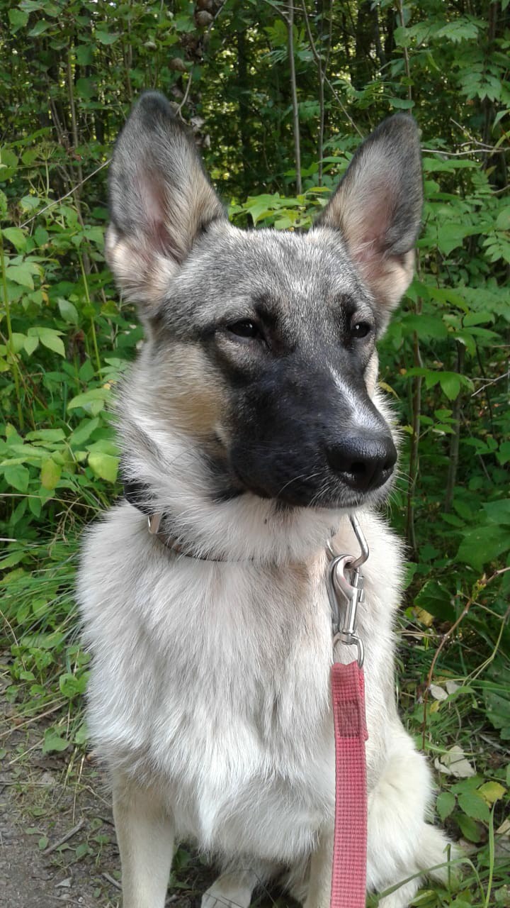 собака на прогулке