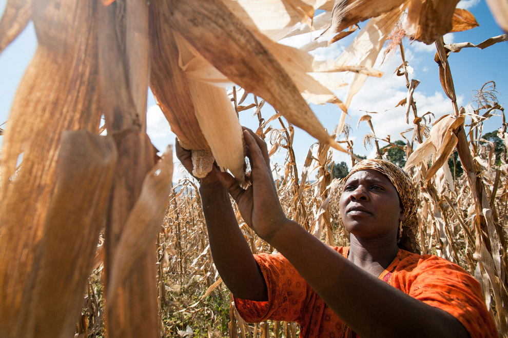 Сбор урожая кукурузы в Танзании