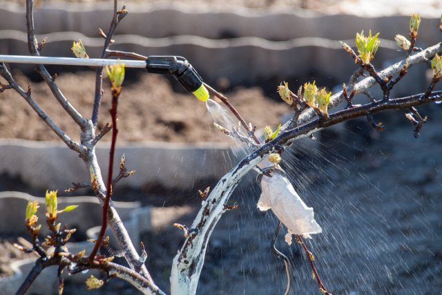 Как правильно привить яблоню – все о способах, сроках и последующем уходе Как правильно привить яблоню – все о способах, сроках и последующем уходе садоводство