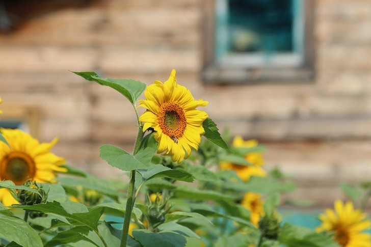 Подруга свекрови сдала нашу дачу своей дочери, решив нажиться на свежем воздухе для внука