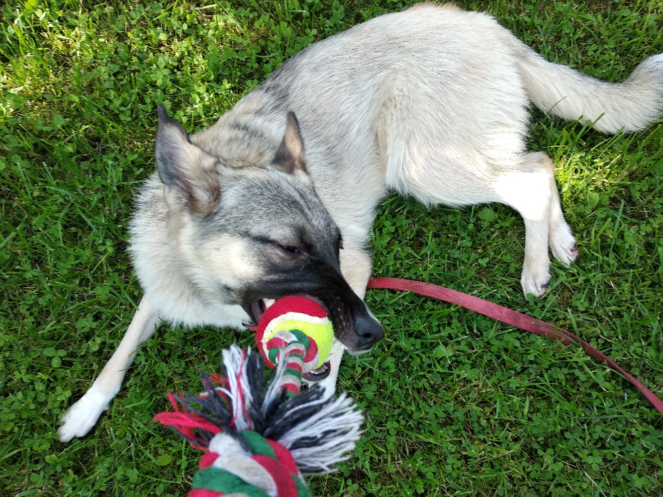 собака на прогулке