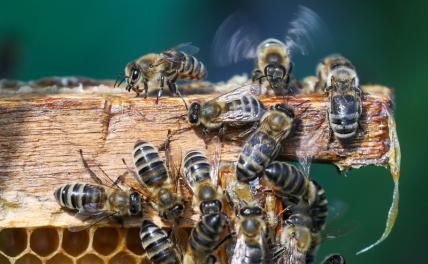 На фото: пчелы на пасеке в Алтайском крае