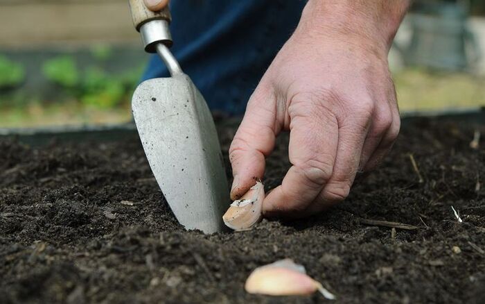 Зачем опытные дачницы сажают их на одной грядке чеснок с клубникой клубники, чеснока, чеснок, будет, только, посадки, лунку, после, растения, которые, садовой, своей, одном, урожая, зубчики, каждый, почвы, вредителей, могут, перед