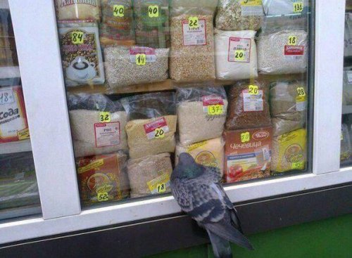 Подскажите, как действуют таблетки для посудомоечной машины? Уже съела три штуки, а мыть посуду всё равно не хочется... анекдоты,веселые картинки,демотиваторы,юмор