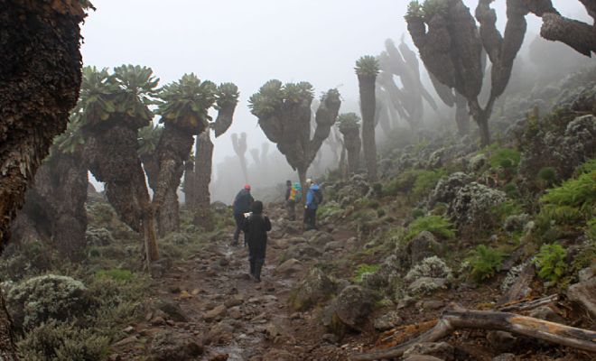 На склоне Килиманджаро заметили странный лес. Его стали изучать и поняли, что он из деревьев, росших миллионы лет назад