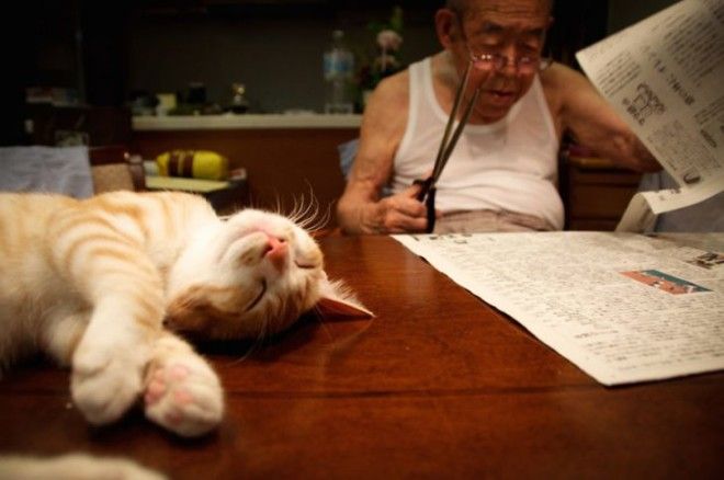 Джиджи и Кинако: как рыжий кот спас старика японца от депрессии