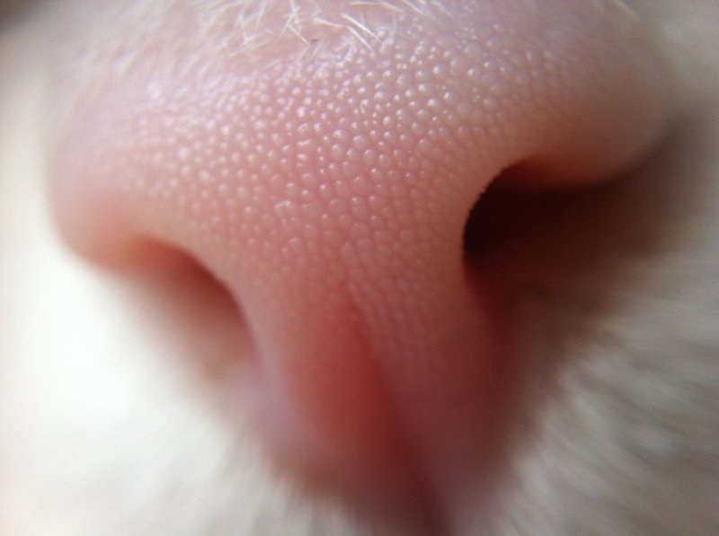 13. домашние животные, животные, коты, кошки, морда, нос, носики, фото кошек