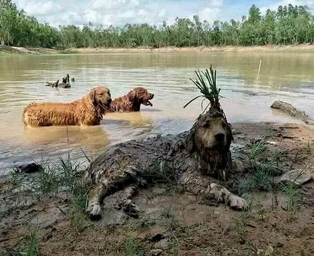 Смешные фото животных с очень грозным видом evergreen,format-article,noindex,Развлечения