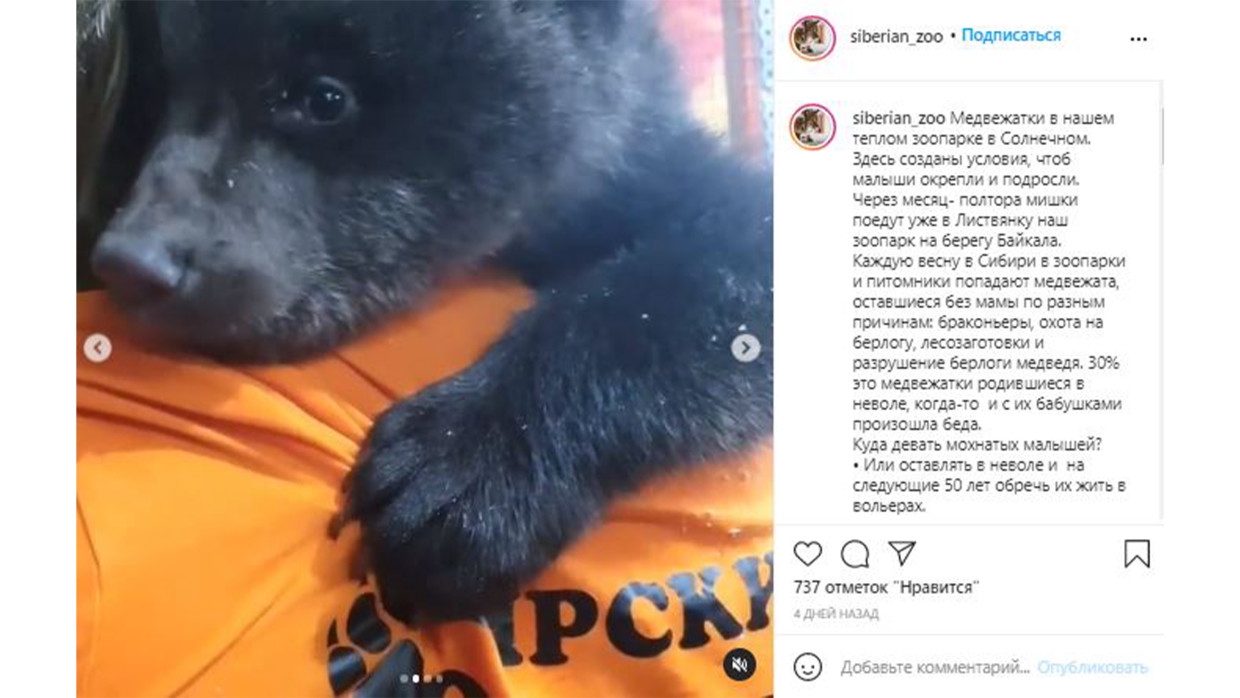 Трех медвежат-сирот приютил Сибирский зоопарк в Иркутске