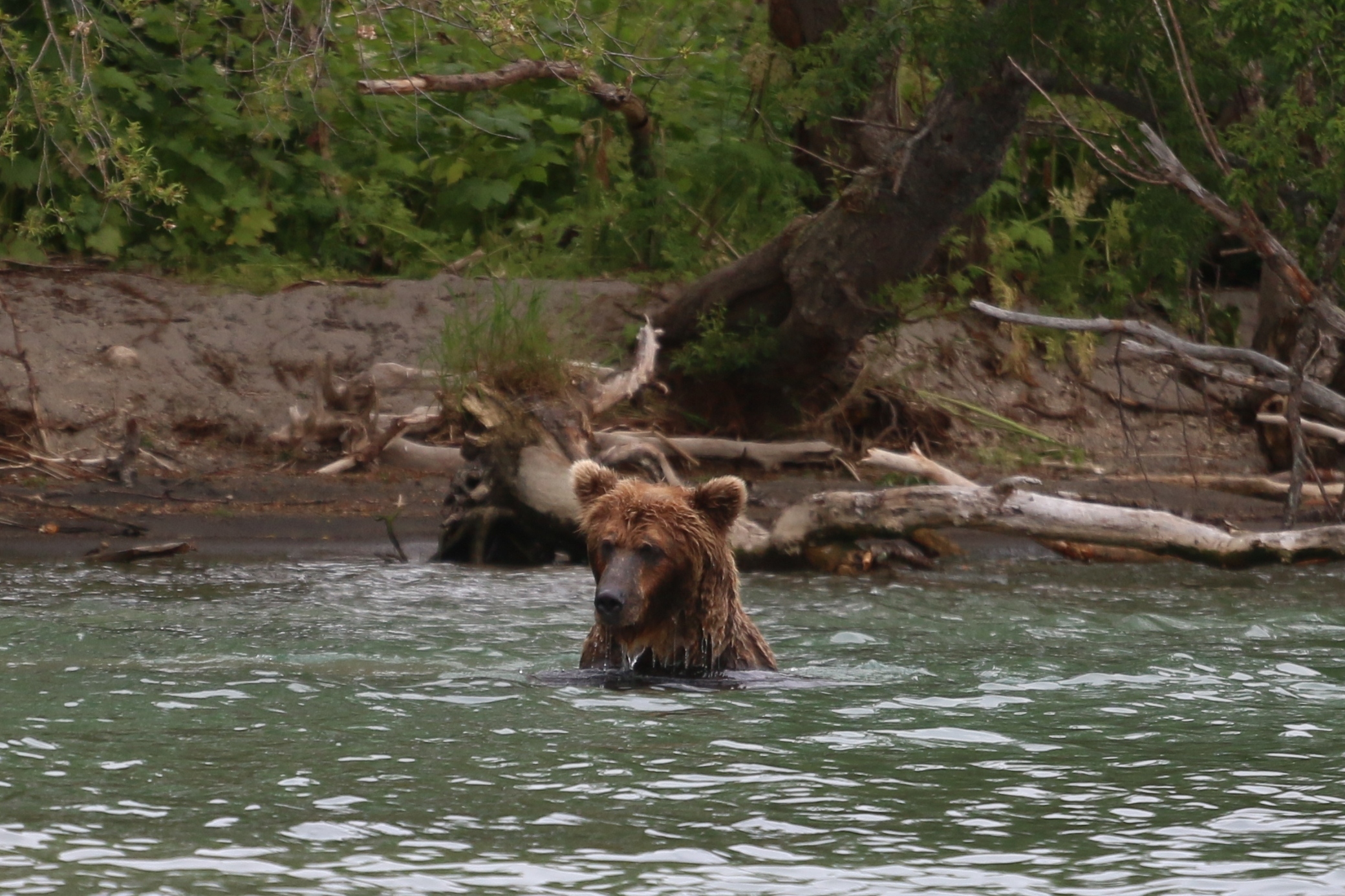 Камчатка. Часть 2. Медведи на планете вулканов. 