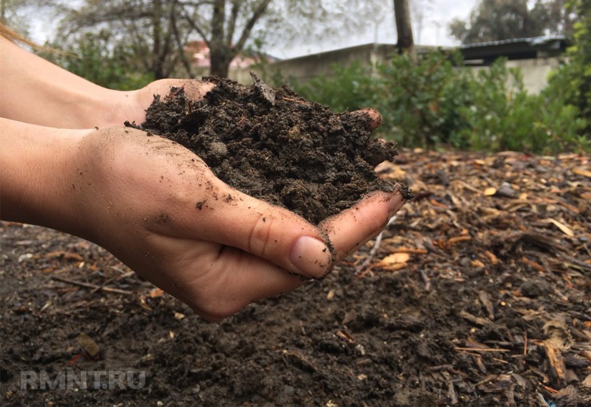 Чем можно подкормить плодовые деревья и кустарники осенью Чем можно подкормить плодовые деревья и кустарники осенью дача,полезные советы,сад и огород,удобрения