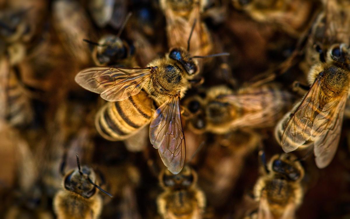 Пчелы правильные и неправильные: откуда берутся злые пчелы и что с этим делать дача,приусадебное хозяйство,пчеловодство,сад и огород