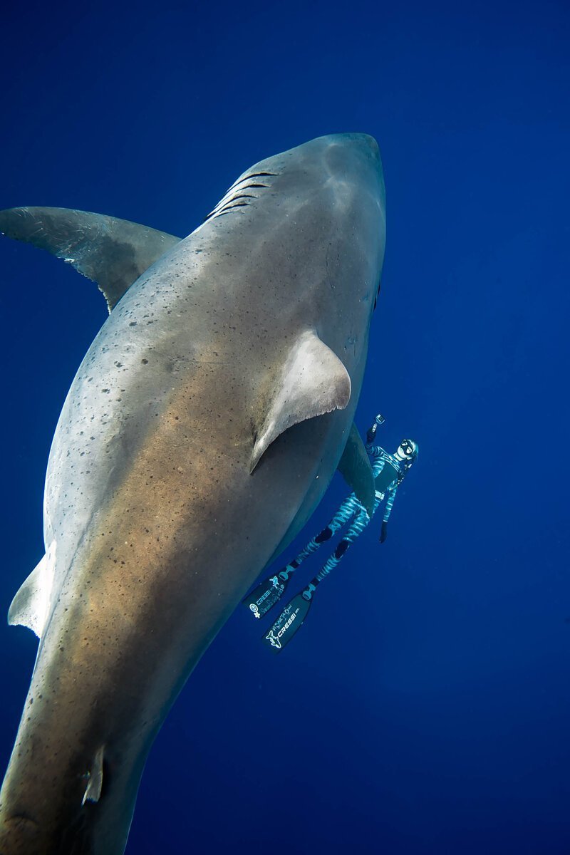 Дип Блю - самая огромная белая акула в мире. Уникальные фото гиганта Великая Белая Акула, акула, наука