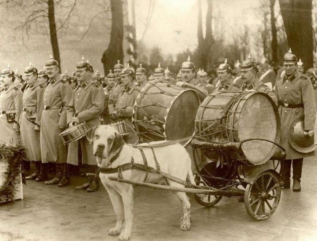 Военный оркестр с собакой-литаврщиком. Кенигсберг.1912-1913 г. история, люди, мир, фото