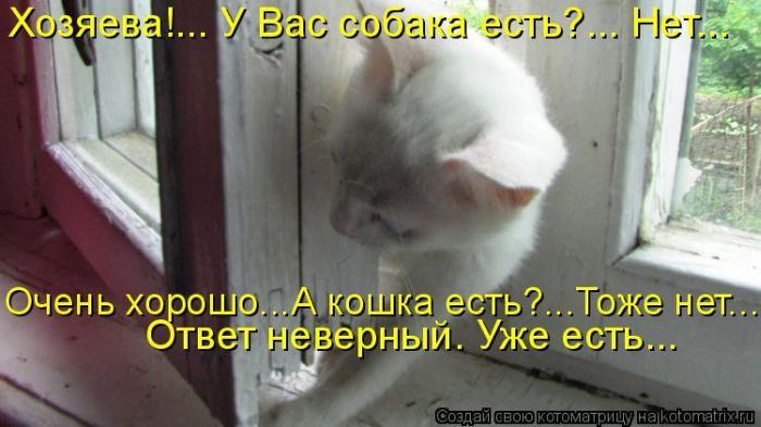Котоматрица. Мысли вслух :) 