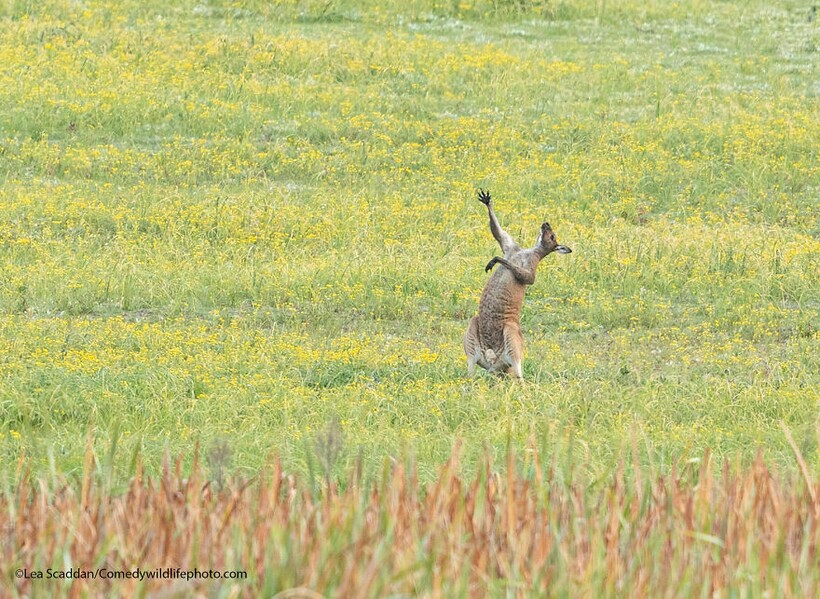10 самых смешных снимков животных с конкурса Comedy Wildlife Photography
