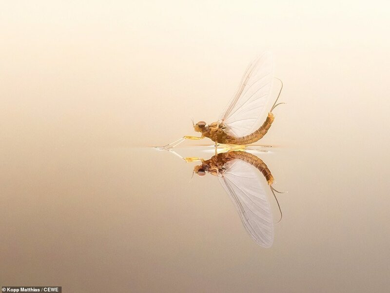 Подёнка на поверхности воды. Фотограф - Копп Матиас cewe photo award, красивые фотографии, лучшие фото, лучшие фотографии, номинанты, участники, фотоконкурс, фотоконкурсы. природа