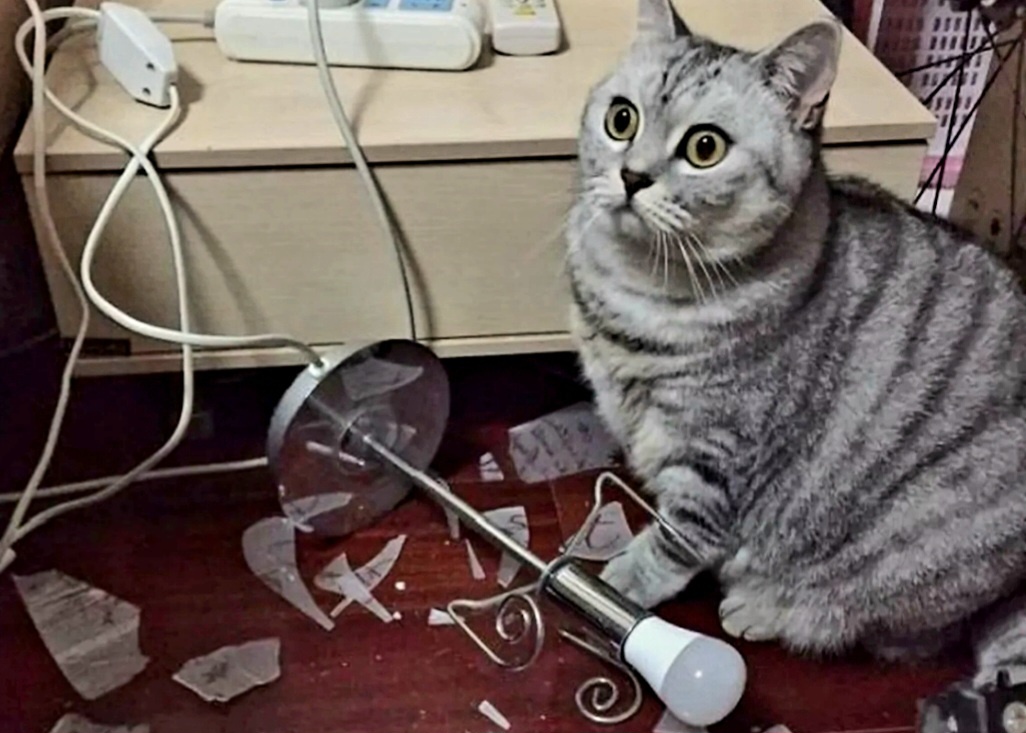 Коты, застигнутые врасплох: 15 эпичных моментов, когда хозяева не вовремя вернулись домой Коты, застигнутые врасплох: 15 эпичных моментов, когда хозяева не вовремя вернулись домой просто, хотел, хозяин, хозяева, зарывать, когда, сделать, чтобы, люстру, хозяйской, иногда, лучше, которых, такое, ситуации, времени, пушистых, видите, хозяев, равно