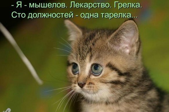 Котоматоица. Мысли вслух :) 