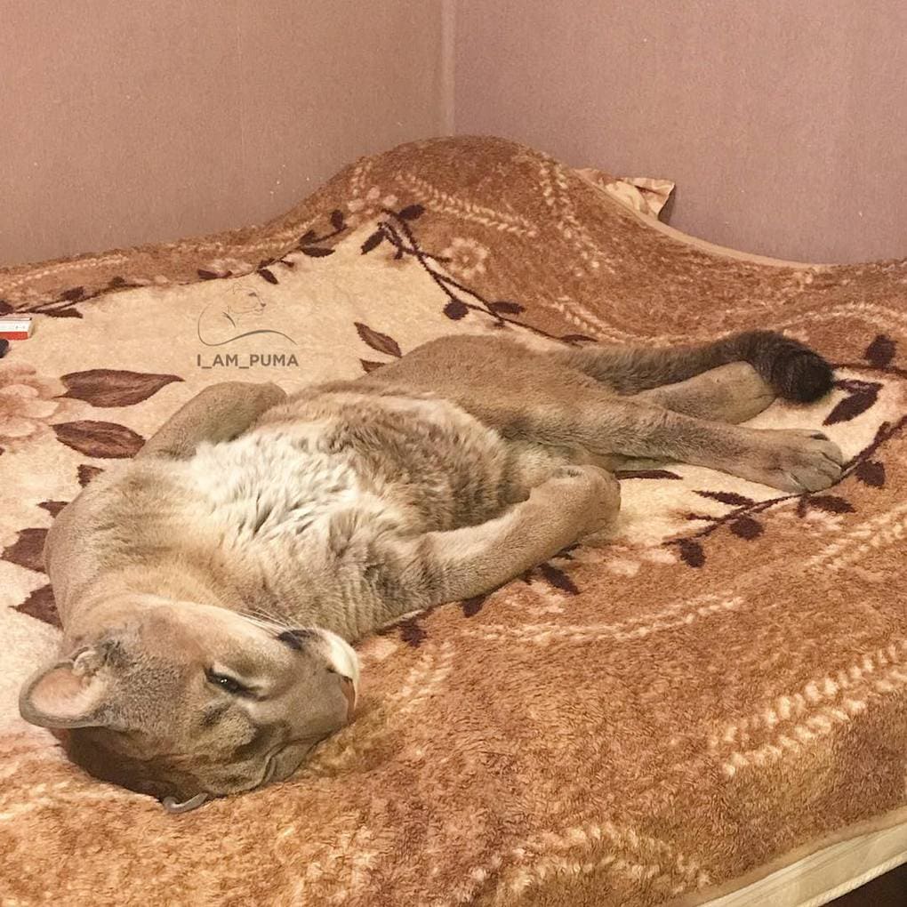 Пара забрала пуму из саранского контактного зоопарка и превратила её в разбалованного домашнего кота Пара забрала пуму из саранского контактного зоопарка и превратила её в разбалованного домашнего кота животные