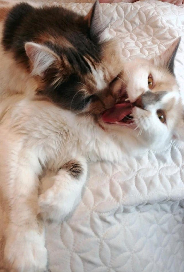 Без кота и жизнь не та