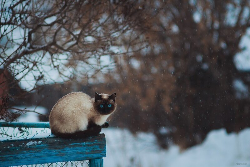 Был бы забор, а кот найдётся! город, домашние животные, забор, кот, кошка, село, улица, эстетика