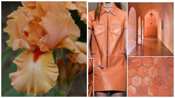 Ирис сорт Island Sunset и персиковый цвет в модном тренде, фото сайта fchannel.ru