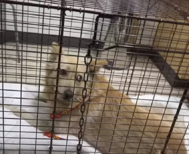 Клетка с собакой