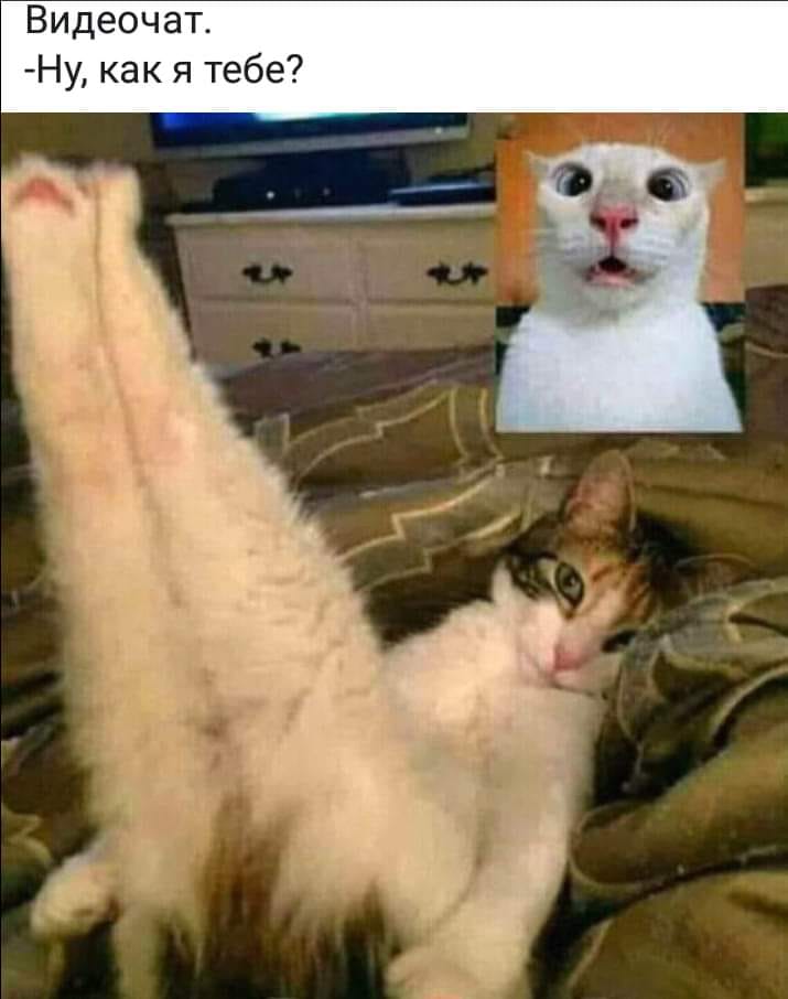 Муркотушки! демотиваторы,животные,позитив,Смешные животные