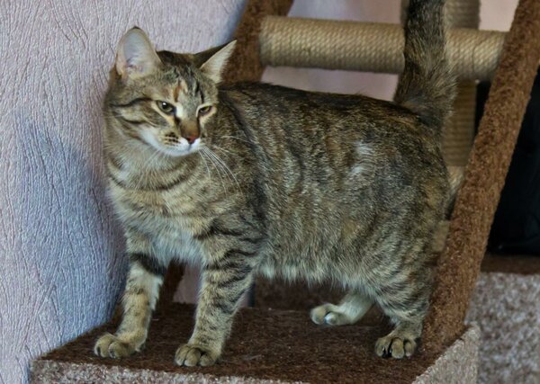 Кто в доме хозяин? Кто в доме хозяин? не всё так грустно