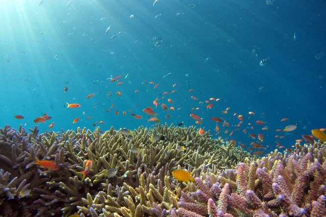 Рыбы теряют свой цвет по мере сокращения коралловых рифов