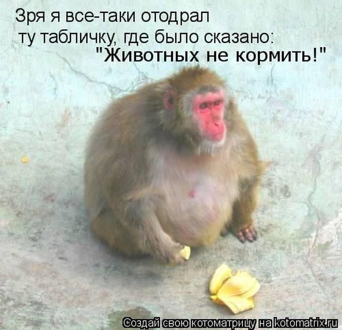 Котоматрица. Мысли вслух :) 