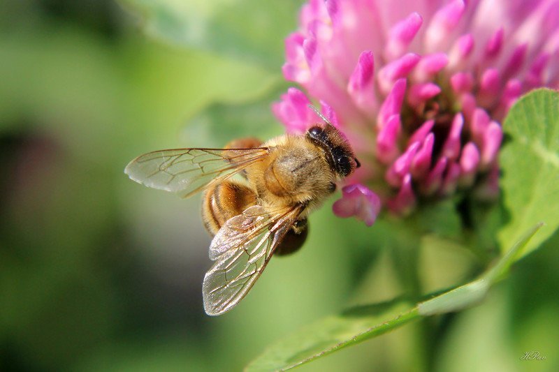 Хранители человечества насекомое, природа, пчела, пчелы, рой, фото