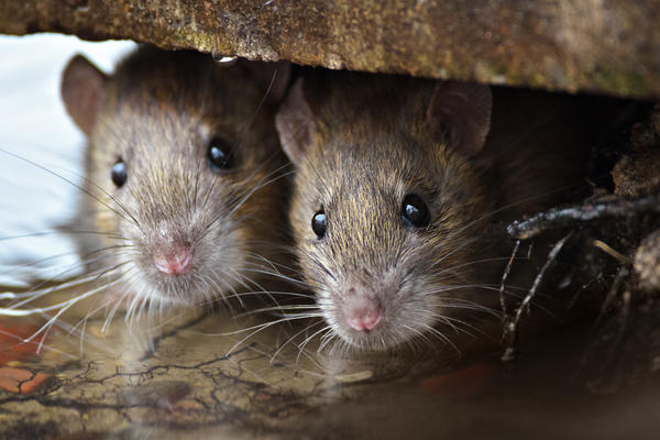 Как защитить дом и сад от крыс и почему бороться с ними сложнее, чем с мышами вредители,грызуны,дача,сад и огород