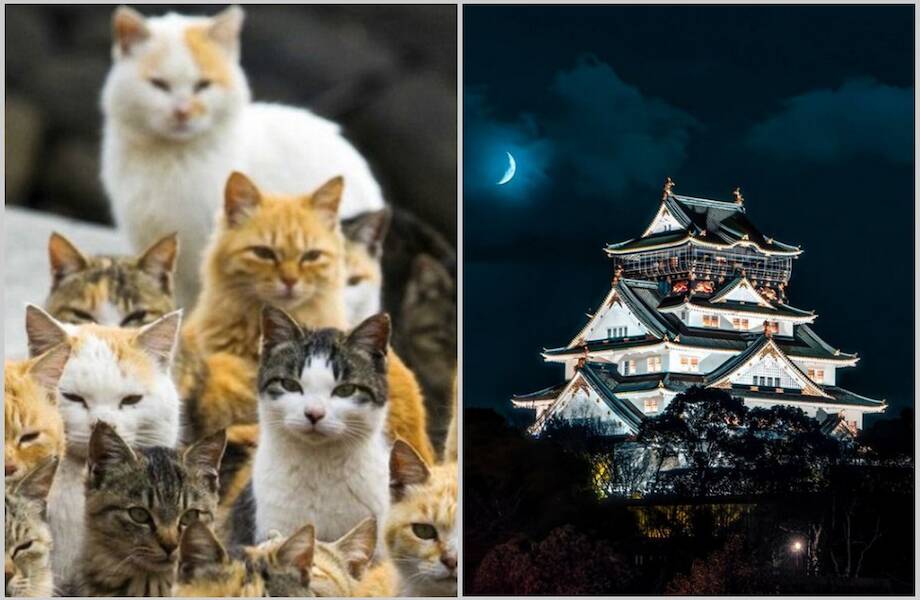 14 чудесных снимков Японии, после которых захочется отправиться в эту страну