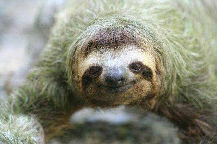 17 удивительных фактов о ленивцах животные, ленивцы, факты