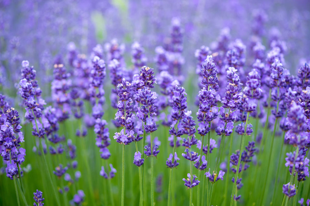 Лаванда (Lavandula)