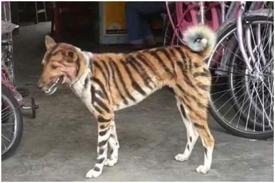 Фермер покрасил собаку «под тигра» для отпугивания обезьян