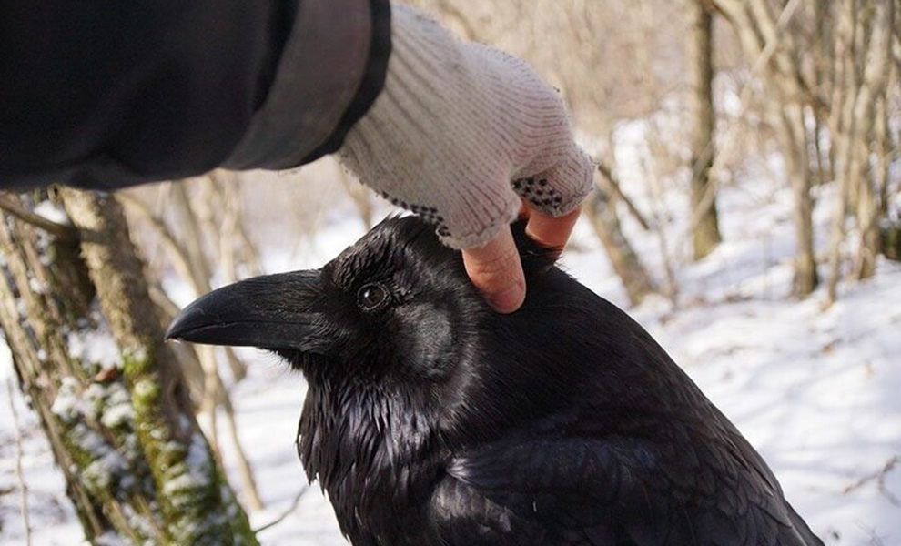 Когда закончится ворон на домашнем. Ворон Гоша. Сюнин ворон. Огромный ворон. Ручной ворон.