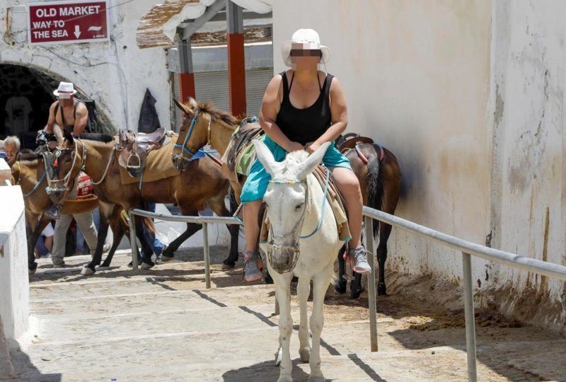 Толстым туристам в Греции запретили кататься на ослах The Donkey Sanctuary, ynews, Санторини, животные, толстяки