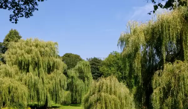 В Вербное воскресенье дом украшает верба 