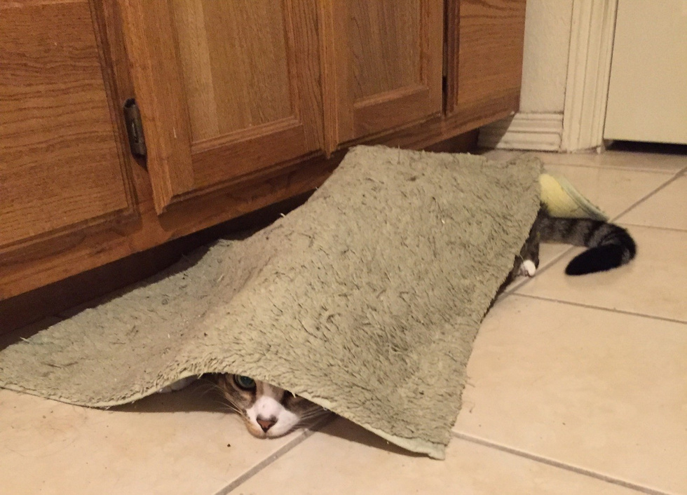 10 фото, к которым нужно как следует приглядеться, чтобы найти котика 10 фото, к которым нужно как следует приглядеться, чтобы найти котика