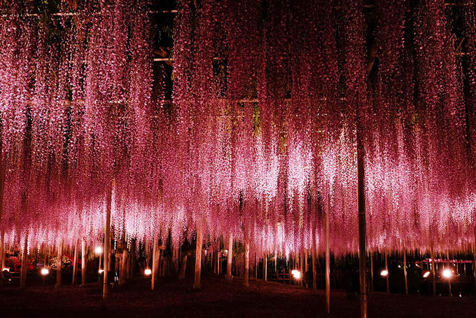 В Японии расцвело дерево размером с небольшую ферму - зрелище завораживает поездка,страны,туризм