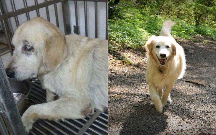 before-and-after-photos-of-adopted-dogs-5