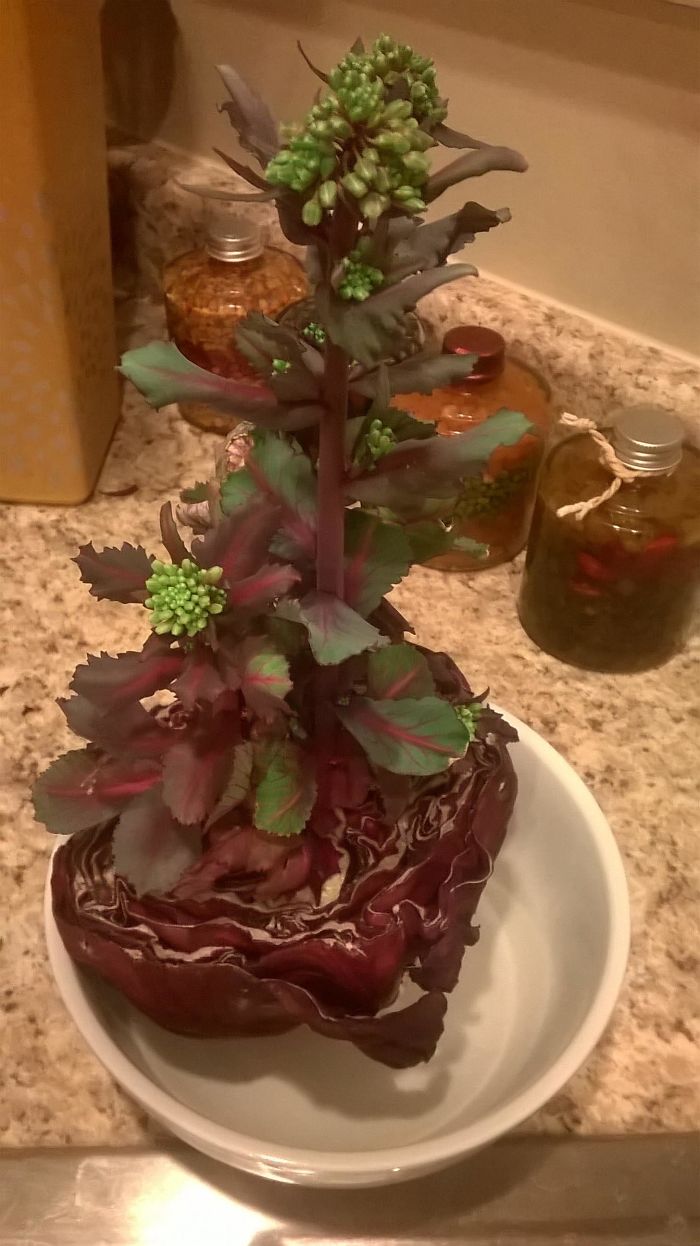 Here's What Happens When You Leave Half A Cabbage In The Fridge Too Long.
